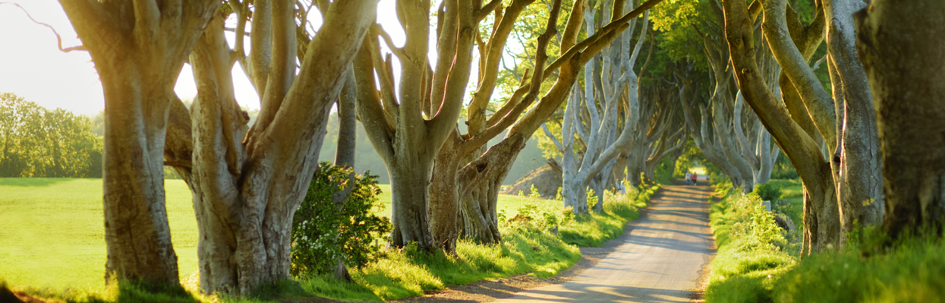 The Dark Hedges, An Avenue Of Beech Trees Along Bregagh Road In